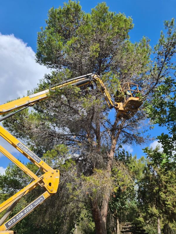 במת הרמה מפרקית לעבודת גיזום עצים